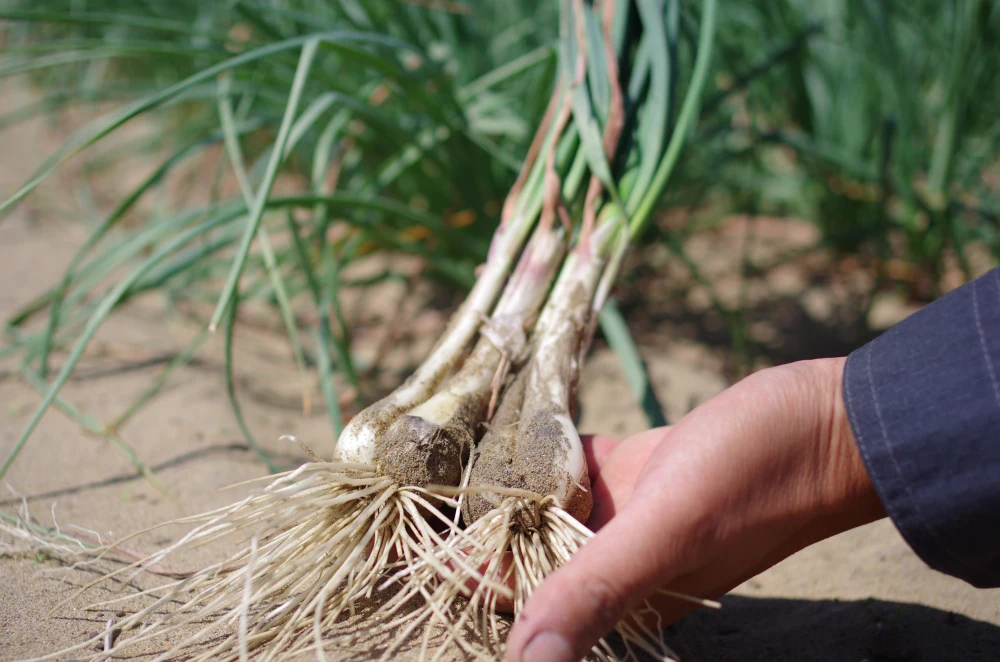 鳥取産 根付き 生らっきょう 【農薬・化学肥料使用量50％以下】根付らっきょう