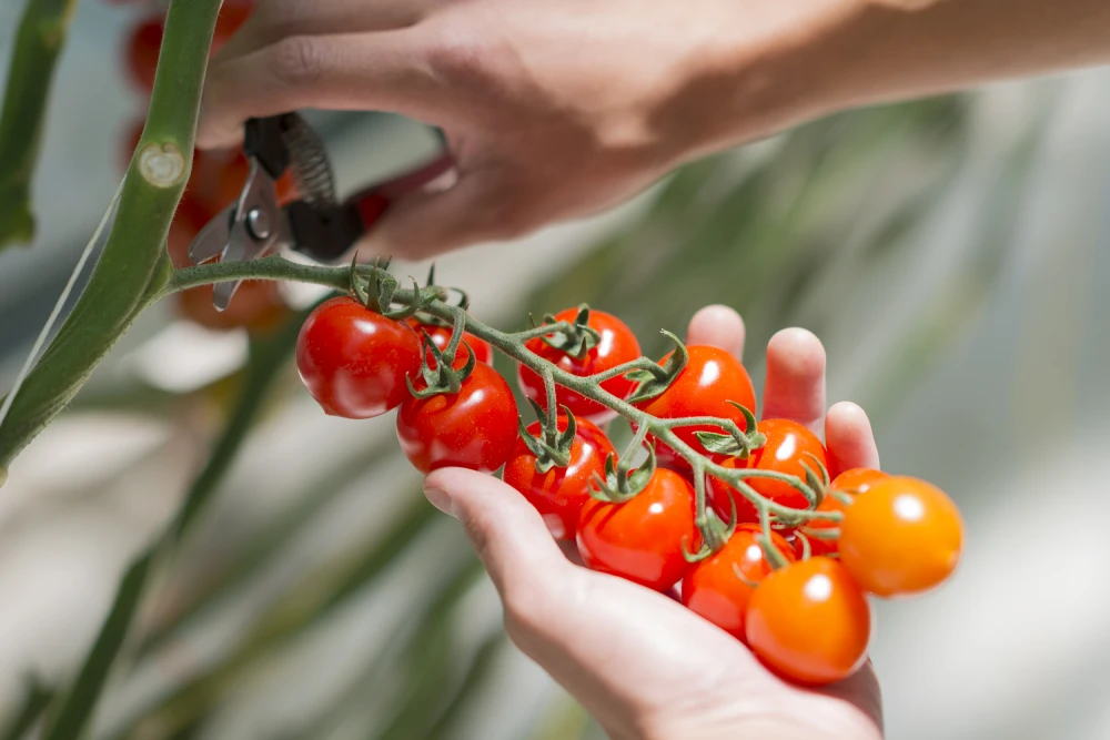 完熟トマトのみを使用！房どりトマト100％トマトジュース