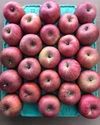 【 #ポケマル2021福袋】【蜜入り保証なし】サンふじ 完熟りんご　5kg