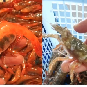 ”赤ガスエビ(トゲザコエビ)”と”甘えび”の食べ比べセット（冷蔵）