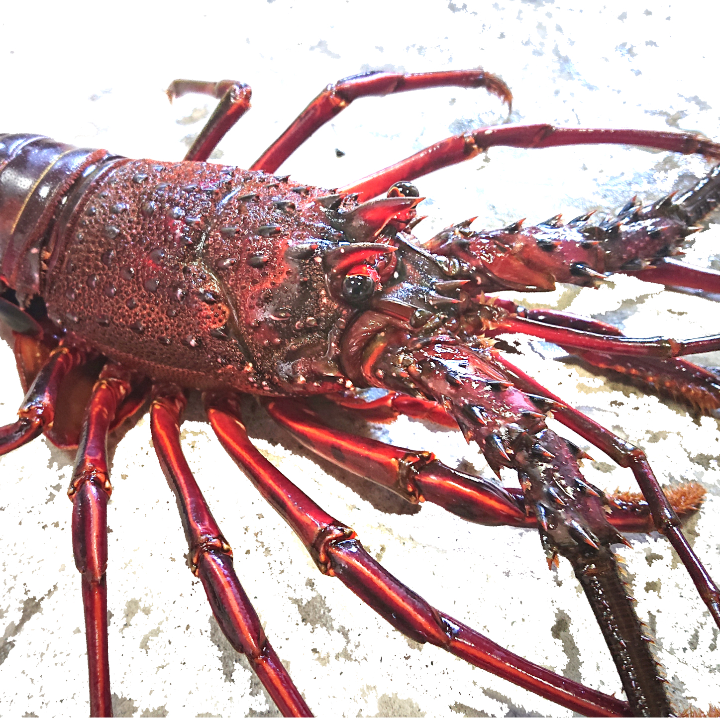 活き〆伊勢海老600~750g1尾 すぐ発送! 天然高知県産!ゆず果汁付! 活〆瞬間冷凍超BIG伊勢海老1尾 (個包装)