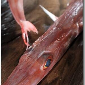 お手柄！レア魚ヤガラ、お買い得+鮮魚セット