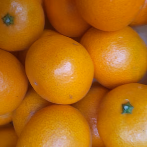 お歳暮、贈り物におすすめ 広島産 温州ミカン良品 5kg 