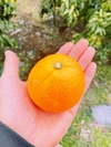 【数量限定】国産ネーブルオレンジ 5キロ
