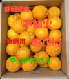 静岡県産　不知火　家庭用　約10㎏