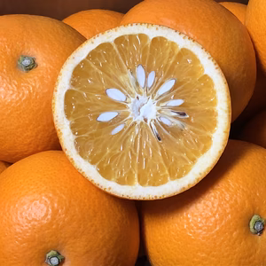 みかん王国の完熟紅八朔 4kg