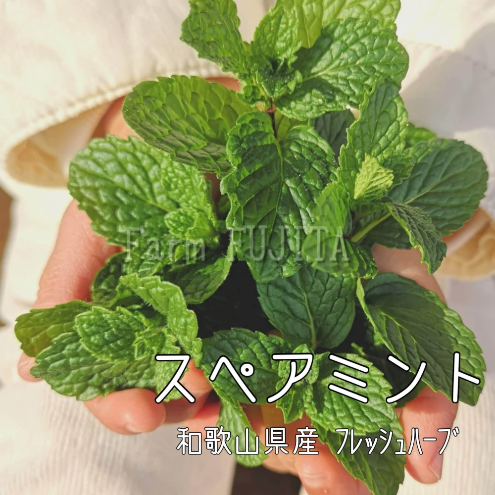 【摘みたてお届け】３種のミント☆(スペアミント、イエルバブエナ、アップルミント)