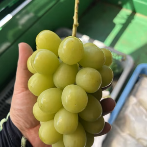 訳あり シャインマスカット2房セット 長野県南信州産