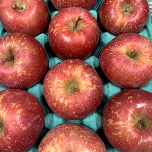～青森りんご～　10月からが旬です！『弘前ふじ』規格外品