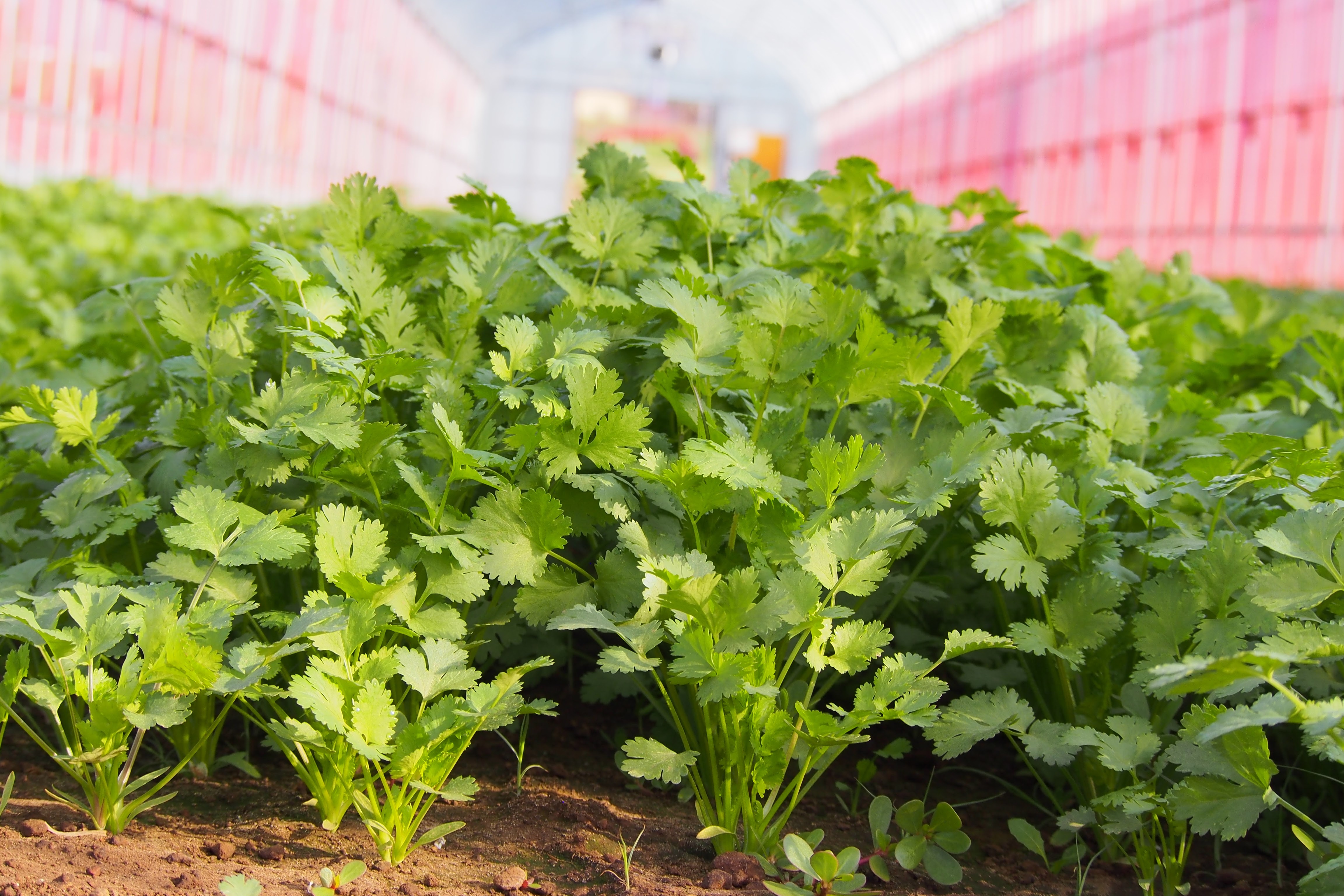 パクチーの通販・お取り寄せ商品｜野菜｜ポケットマルシェ｜産地