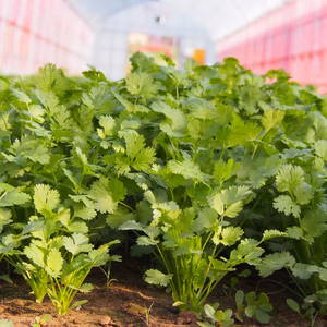 今が旬！浅間山麓の高原パクチー