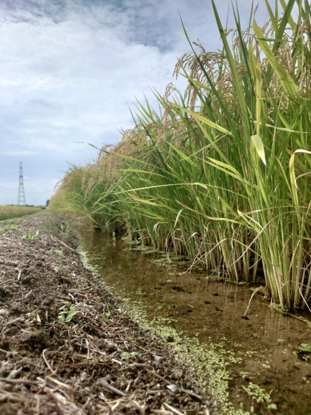 産地直送【玄米30kg】令和7年度宮城県産ひとめぼれ『環境保全米