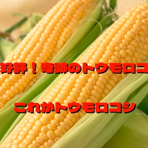 これだ！【予約開始】奇跡のトウモロコシ