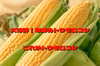 これだ！【予約開始】奇跡のトウモロコシ