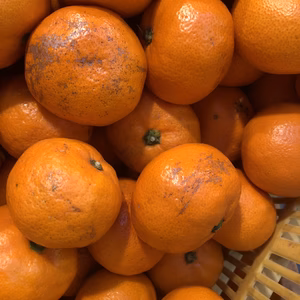 愛情たっぷりで育った有田みかん★温州みかん4Sサイズ以下5〜10キロ