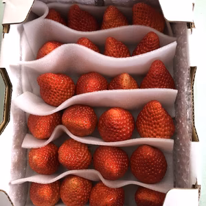 【送料無料❣️】お試しサイズ♪完熟紅ほっぺ(小箱に24粒入り)