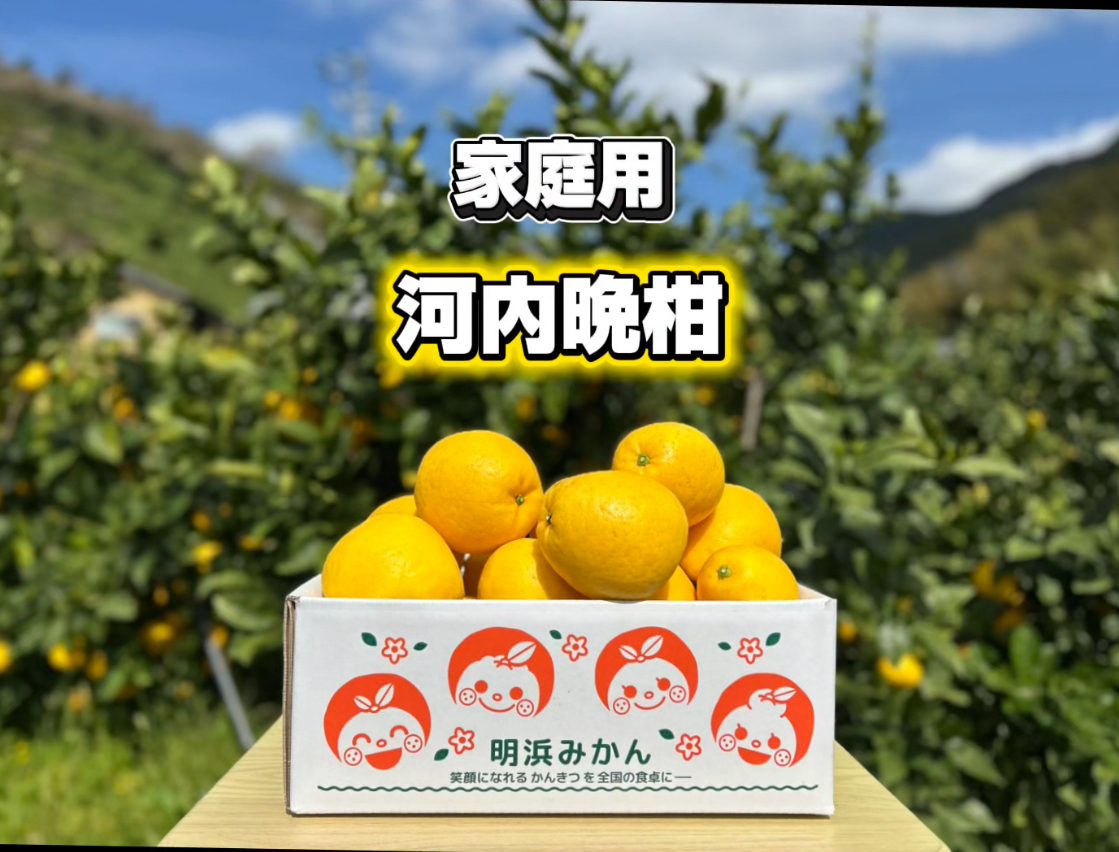 みかん 大きいの産直通販・お取り寄せ商品｜ポケットマルシェ｜産地