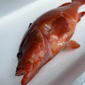 【魚突き】【捕獲動画あり】アカハタ1.1kg 鱗、内臓処理済