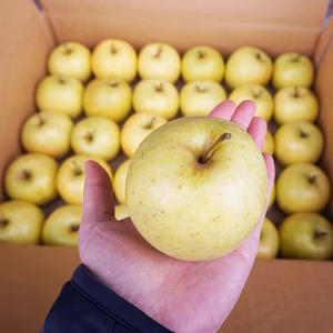 減農薬で皮ごとガブリ！王林 丸かじり用小玉サイズ キズありご家庭用