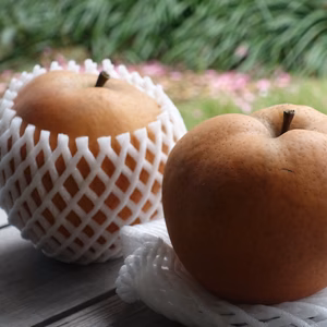 愛宕梨　5個入【今年は小さめ】