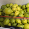 今もぎたてグリーンレモン今日は3.7kg特別価格セット希望は先に注文特記事項に