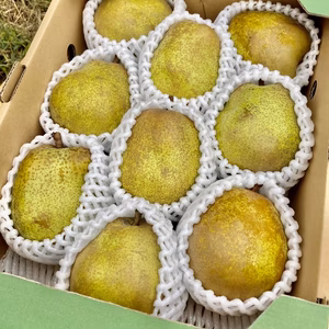 【ラフランス専業農家が贈る】ラ・フランス 3ｋｇ ９玉入り