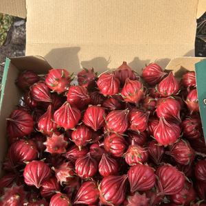 ハイビスカス　ローゼル　コンパクトにいっぱい