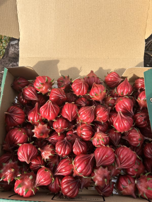 ハイビスカス　ローゼル　コンパクトにいっぱい