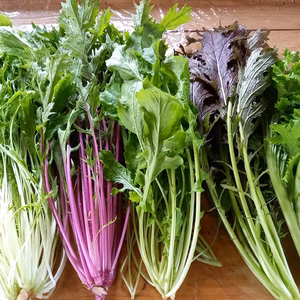 【宮崎県産】自然が生み出す旨いサラダ野菜5品セット☆