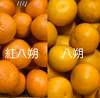 訳あり 木成り八朔、八朔＆紅八朔ミックス 和歌山県産 無農薬 