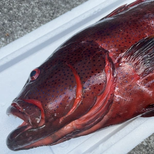 【魚突き】動画あり　傷ありスジアラ2.6kg 鱗、内臓処理済