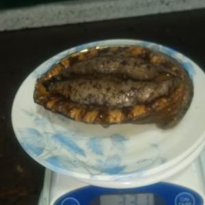 特大蝦夷アワビ