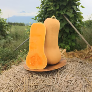 パンプキンポタージュで最高に美味い！バターナッツ