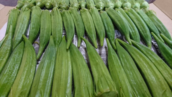 ≪オクラは飲んで食べる！？≫ 今が旬、採れたて新鮮オクラ