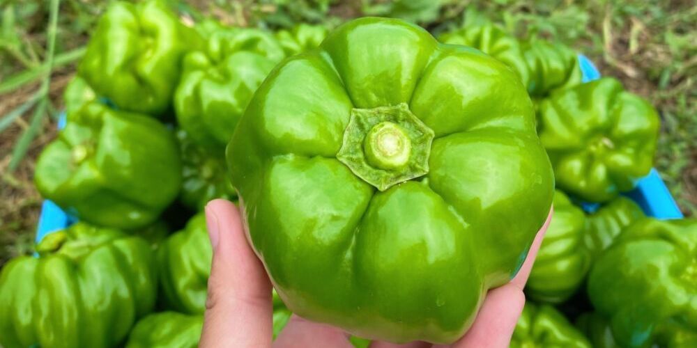 各地に受け継がれてきた宝物 伝統野菜 のたしなみ 農家漁師から産地直送の通販 ポケットマルシェ