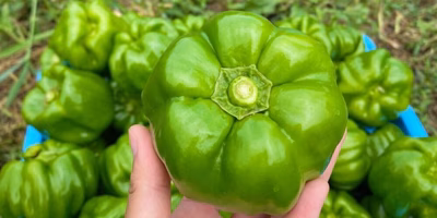 各地に受け継がれてきた宝物💎 伝統野菜 のたしなみ