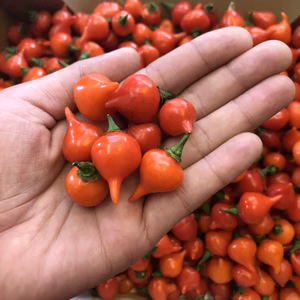 キュートな甘口唐辛子！ビキーニョペッパー