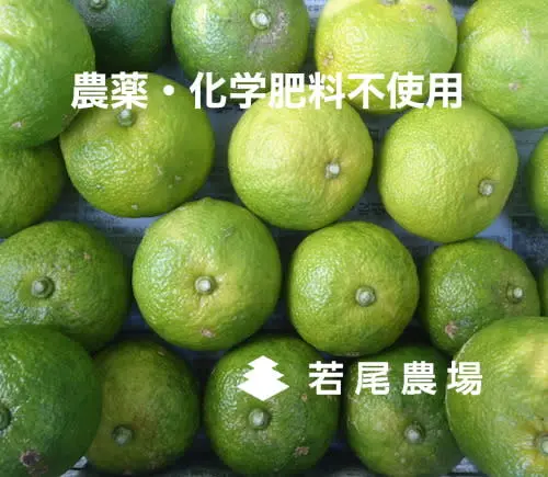 お買い得！【早採りの柚子】自然栽培