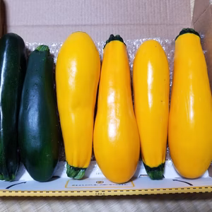 ズッキーニ(秋初物)