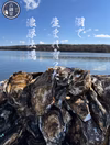 【週末イベント用】湖で生まれ育った 濃厚牡蠣 (L～LL)