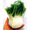 さわやかな香りの万能野菜　京都産フェンネル