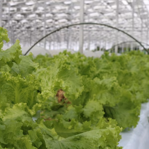 太陽光を仲良くシェアリング！『つなぐレタス』