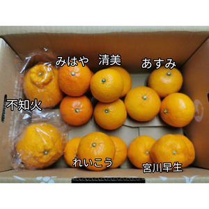 柑橘６種食べ比べセット　有田産