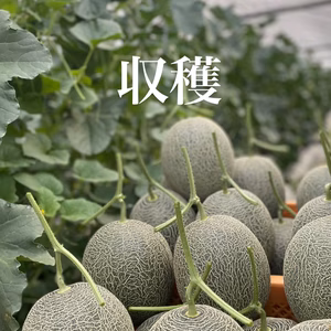 【6月27日から4日間限定】　　　　　　　　☆肥後グリーンメロン☆