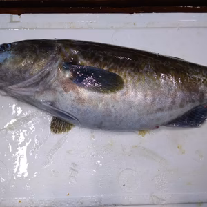 匠の活〆！！マダラ（メス）【たらこ入り】