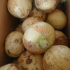 シーズン最終！2021年淡路島新玉ねぎ