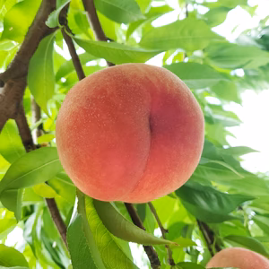 山形の豊かな自然で、園主が愛情を注ぎ込んだ桃『なつおとめ』8/14頃〜
