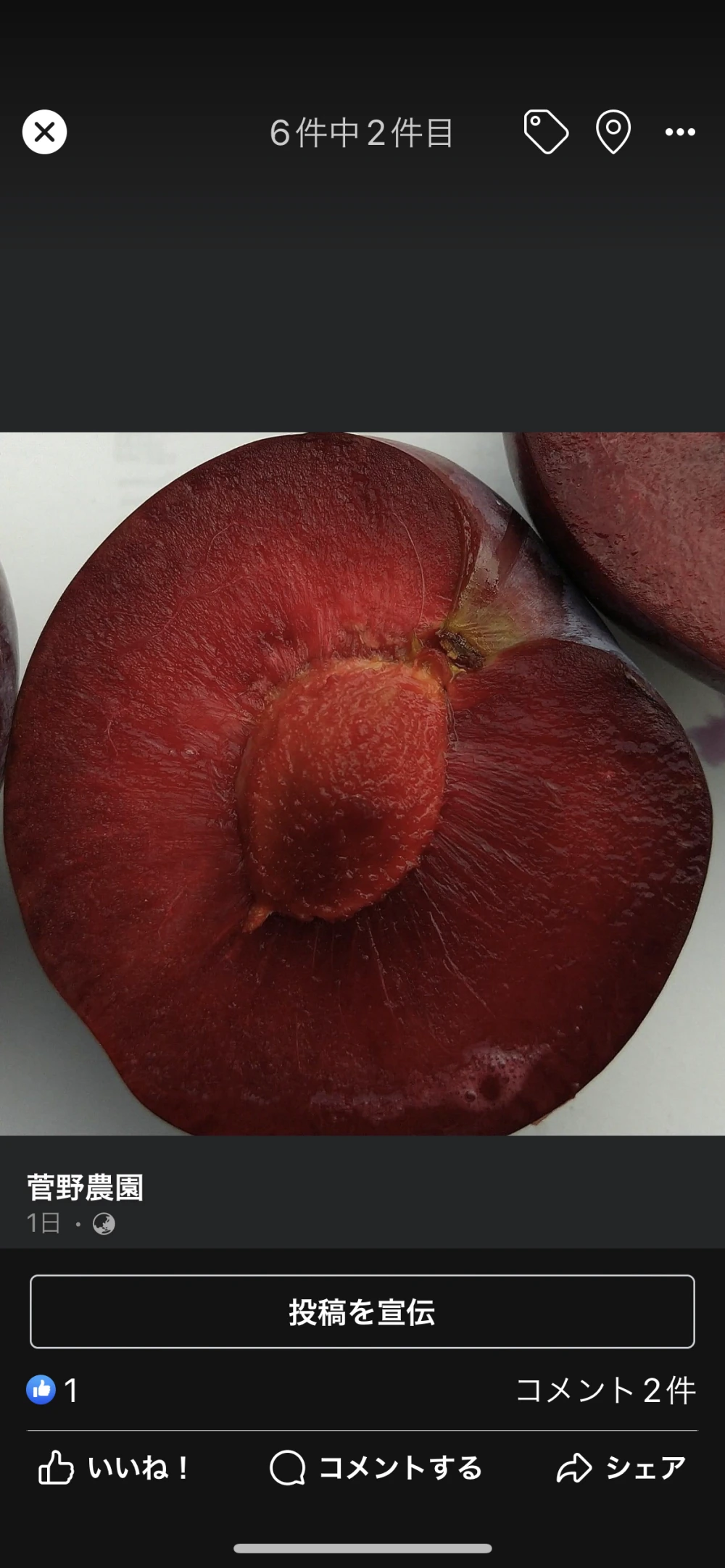 ドラキュラが食べる果実【すもも『紅香のしずく』】家庭用｜果物の商品
