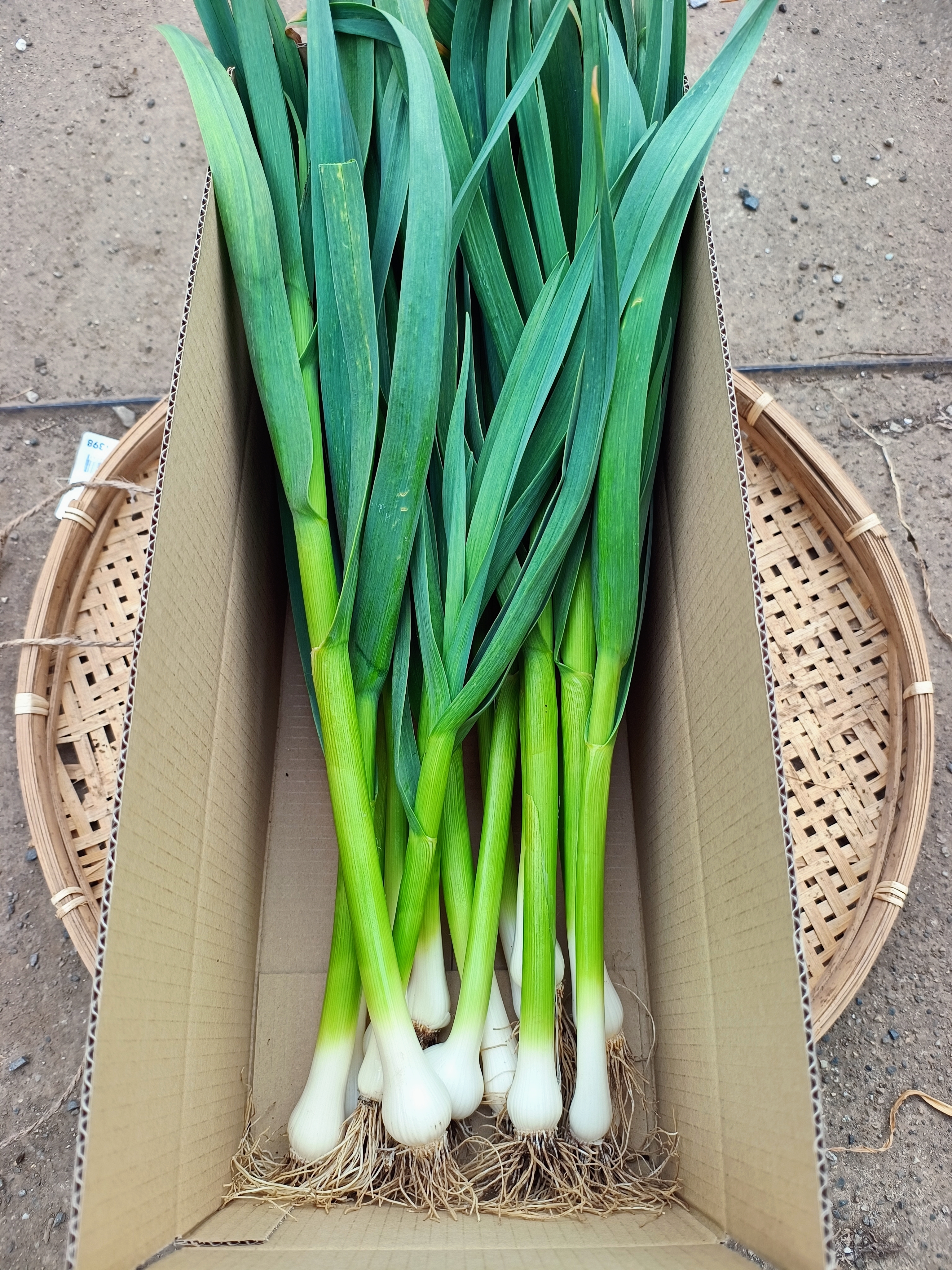 専用☆【農家直送】高知県特産‼️葉ニンニク 20kg imgrc0090195177.jpg