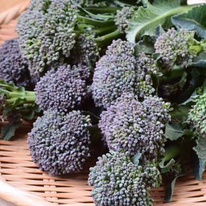 ケール×ブロッコリーの新野菜！アレッタ★茎まで美味しい！